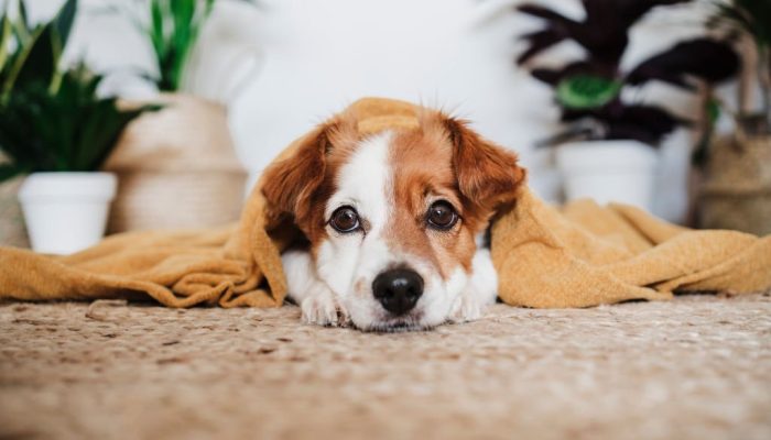 citrusapeel-pet-stain-&-odor-removal