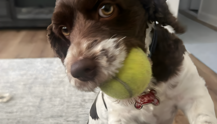 dog-carrying-a-ball-in-his-mouth-jumping-on-the-sofa